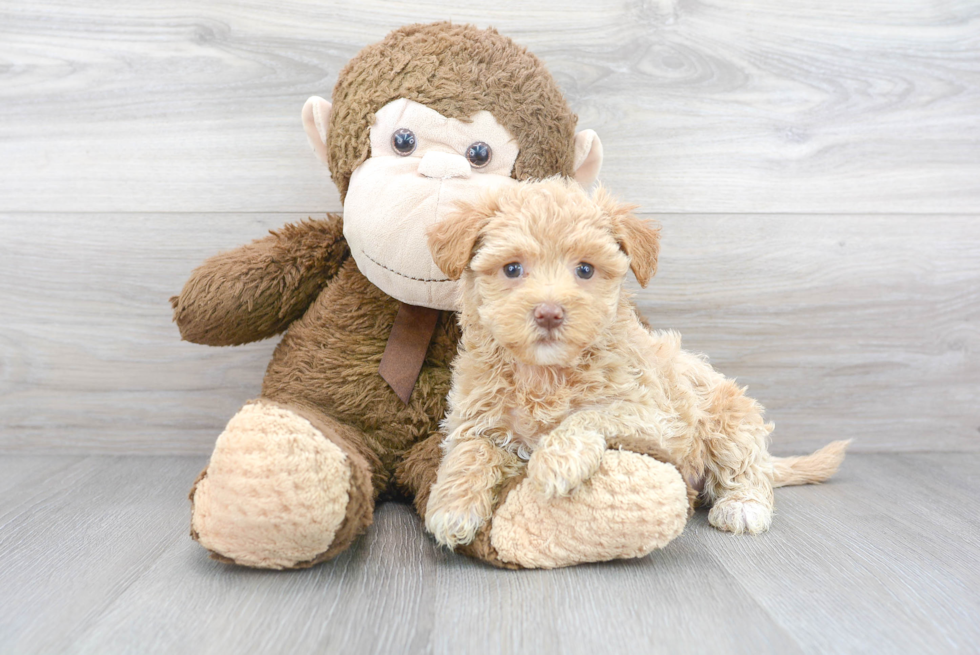 Maltipoo Puppy for Adoption