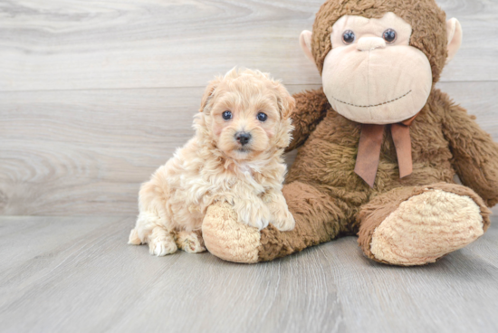 Maltipoo Pup Being Cute