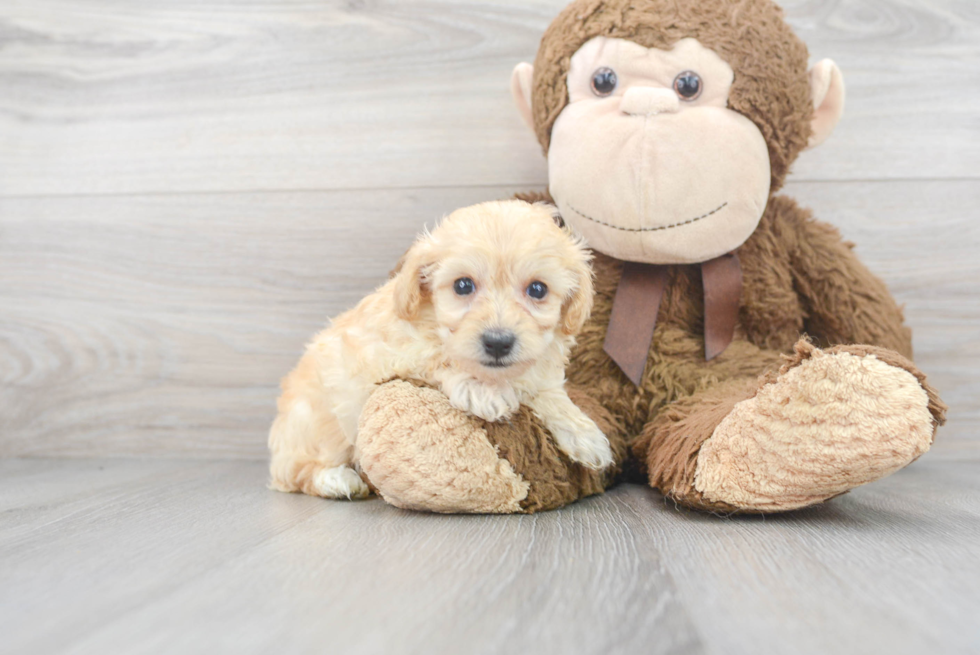 Maltipoo Puppy for Adoption