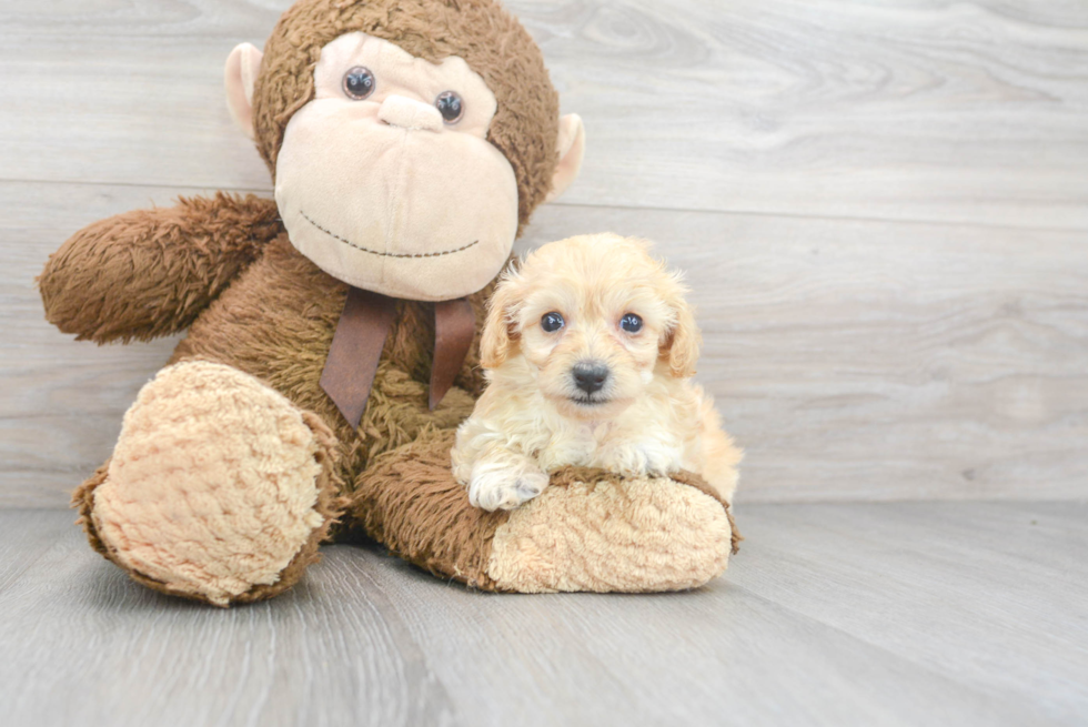 Popular Maltipoo Poodle Mix Pup