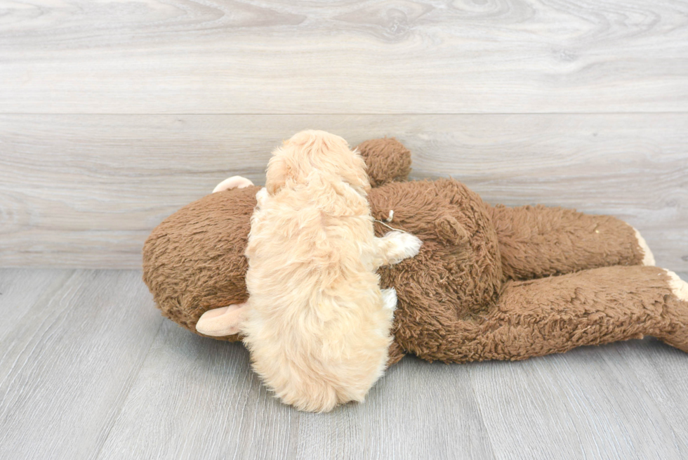 Maltipoo Pup Being Cute