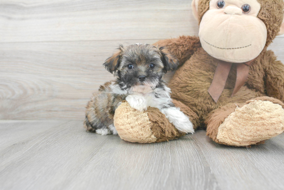 Maltipoo Puppy for Adoption