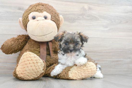 Maltipoo Puppy for Adoption