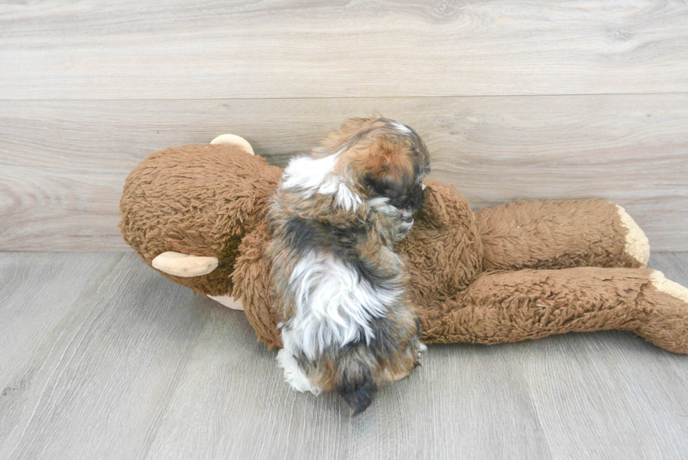 Fluffy Maltipoo Poodle Mix Pup