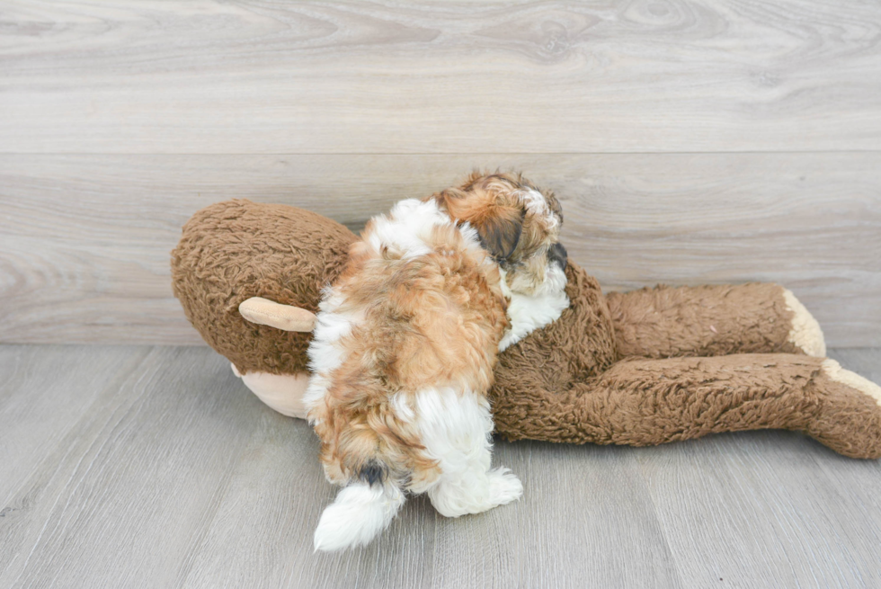 Sweet Maltipoo Baby