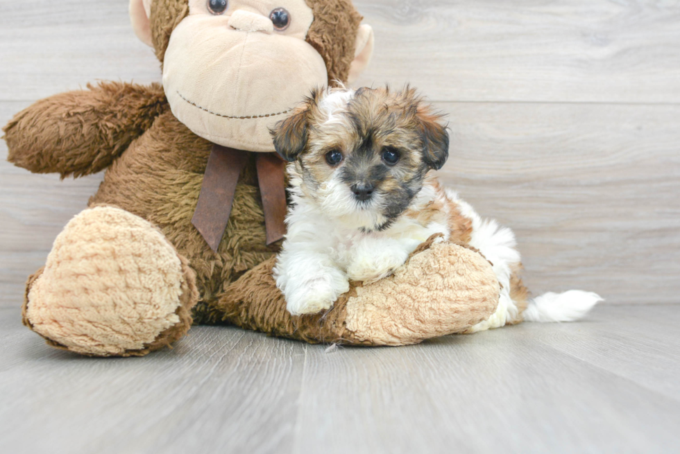 Best Maltipoo Baby