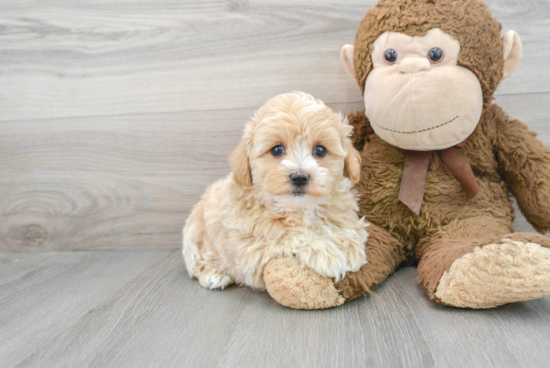 Maltipoo Puppy for Adoption