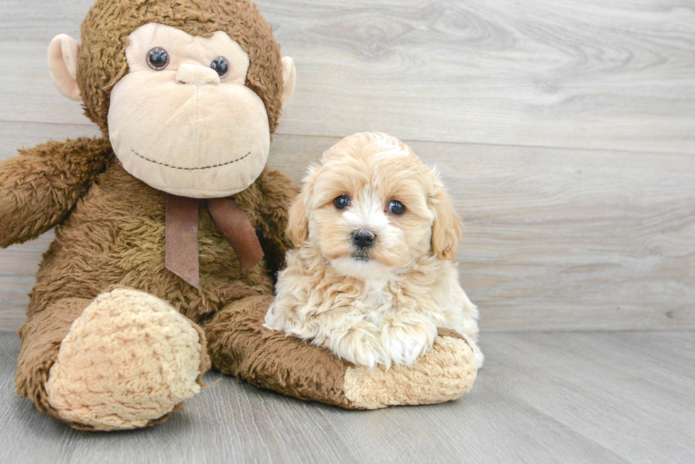 Small Maltipoo Baby