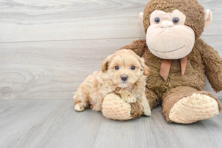 Little Maltese Poodle Poodle Mix Puppy