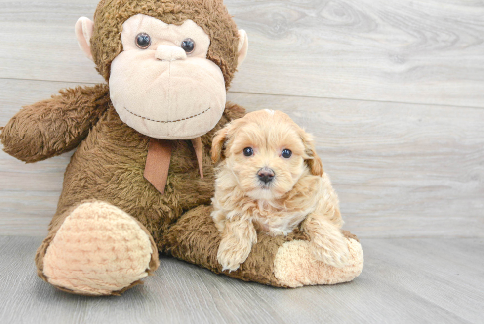 Fluffy Maltipoo Poodle Mix Pup