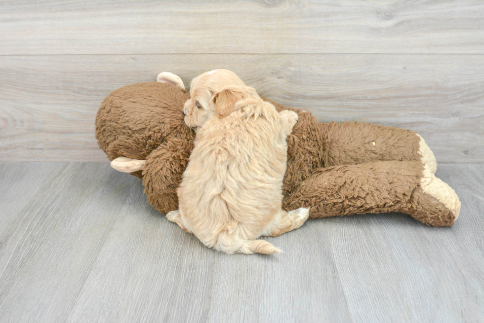 Funny Maltipoo Poodle Mix Pup