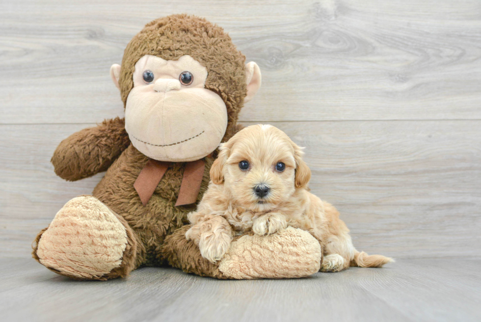 Maltipoo Pup Being Cute