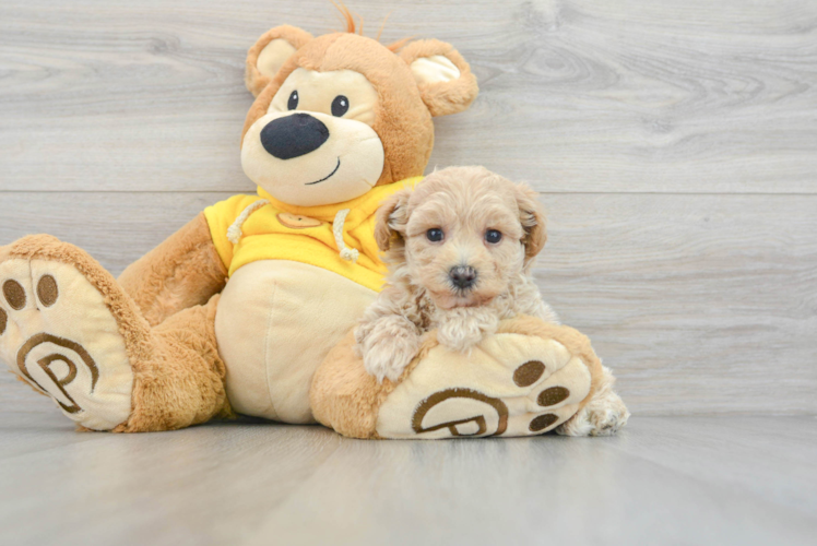 Maltipoo Pup Being Cute