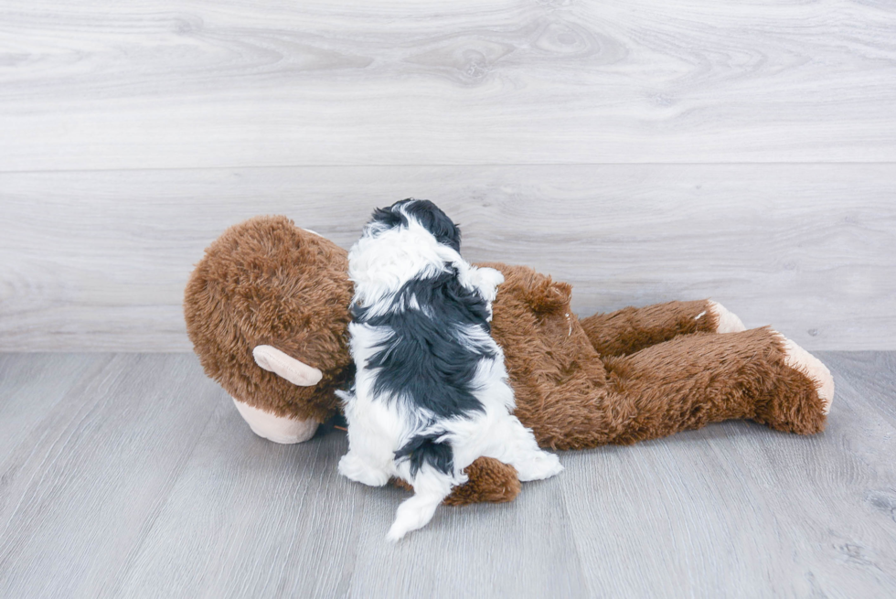 Maltipoo Pup Being Cute