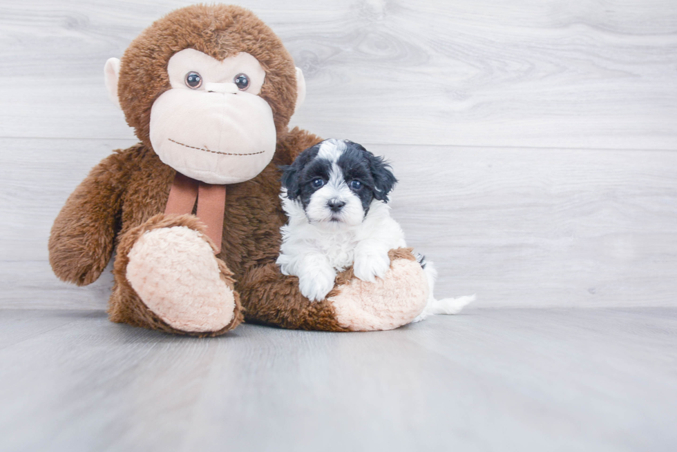 Maltipoo Puppy for Adoption