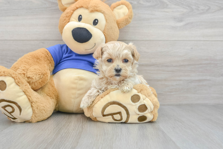 Adorable Maltese Poodle Poodle Mix Puppy