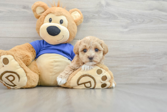 Adorable Maltese Poodle Poodle Mix Puppy