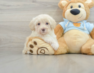 9 week old Maltipoo Puppy For Sale - Premier Pups