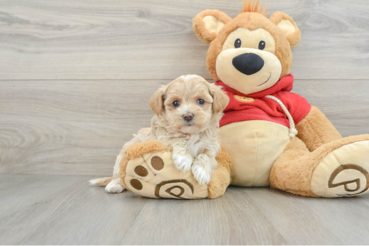 Best Maltipoo Baby