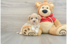 Best Maltipoo Baby