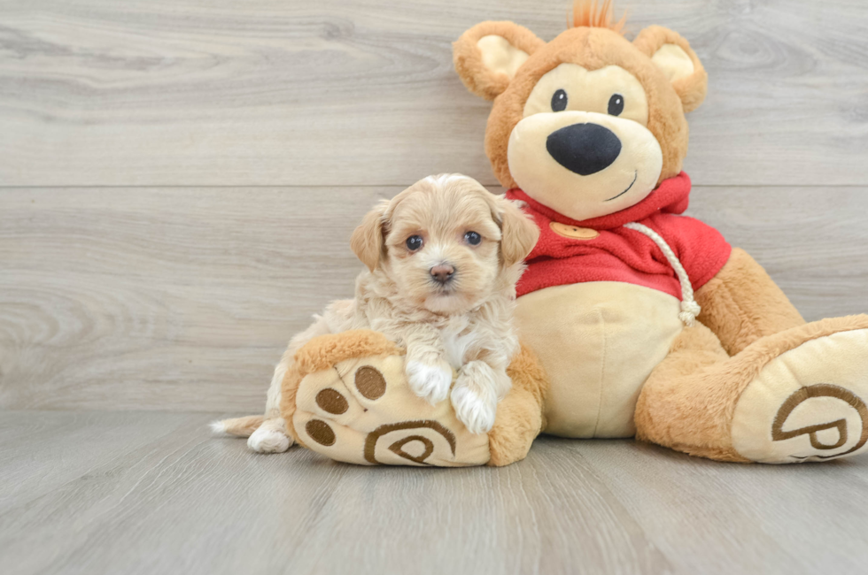 6 week old Maltipoo Puppy For Sale - Premier Pups