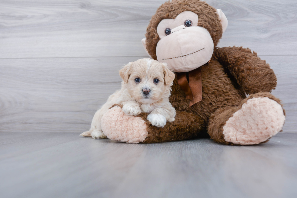 Friendly Maltipoo Baby