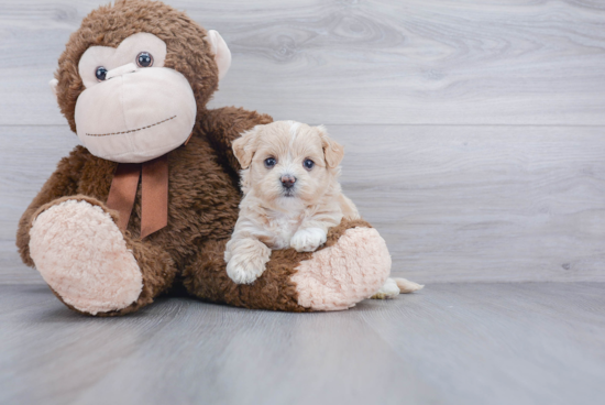 Little Maltese Poodle Poodle Mix Puppy