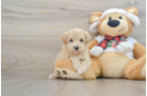 Maltipoo Puppy for Adoption