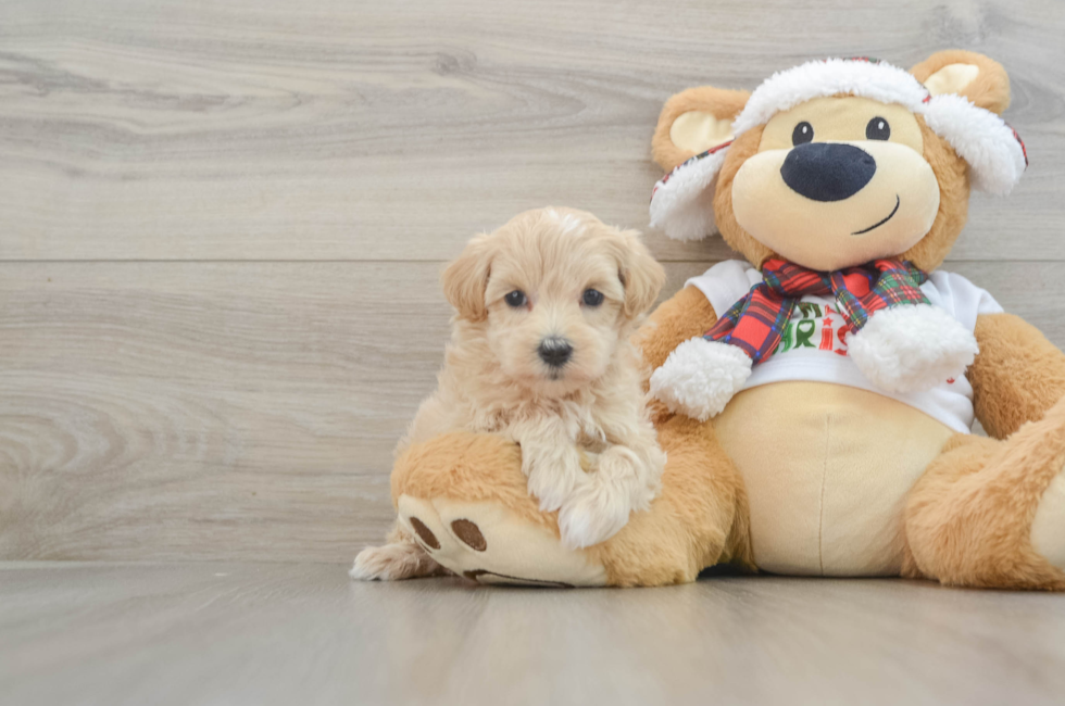 6 week old Maltipoo Puppy For Sale - Premier Pups