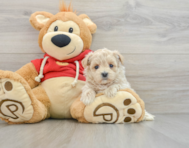 8 week old Maltipoo Puppy For Sale - Premier Pups