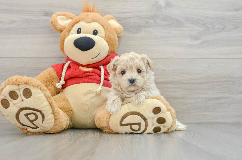 6 week old Maltipoo Puppy For Sale - Premier Pups