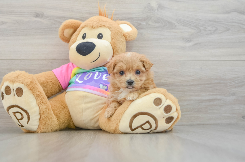 6 week old Maltipoo Puppy For Sale - Premier Pups