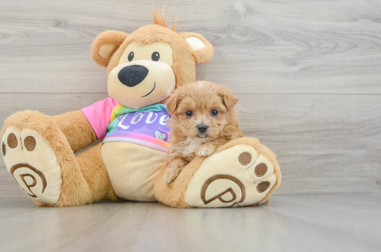 Maltipoo Puppy for Adoption