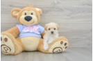 Maltipoo Puppy for Adoption