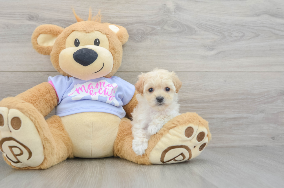 5 week old Maltipoo Puppy For Sale - Premier Pups