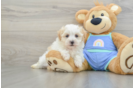Maltipoo Puppy for Adoption