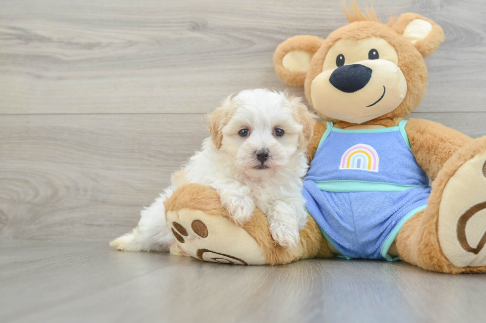 Maltipoo Puppy for Adoption