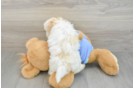 Adorable Maltidoodle Poodle Mix Puppy