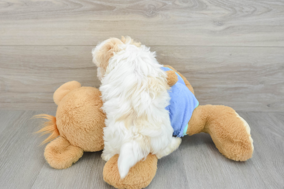 Adorable Maltidoodle Poodle Mix Puppy