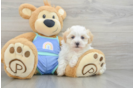 Best Maltipoo Baby