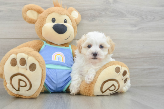 Best Maltipoo Baby