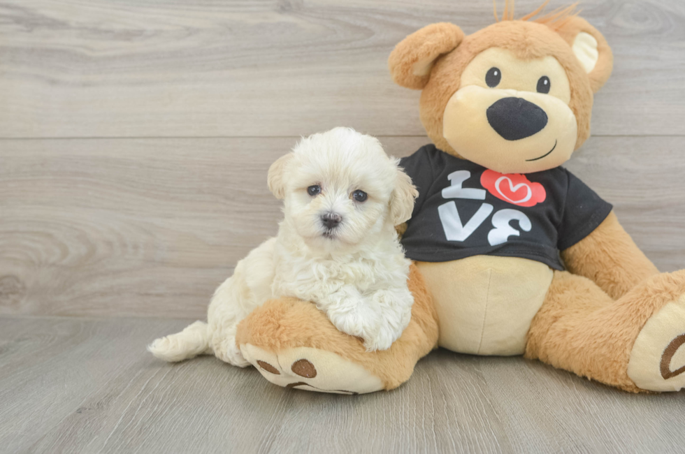 6 week old Maltipoo Puppy For Sale - Premier Pups