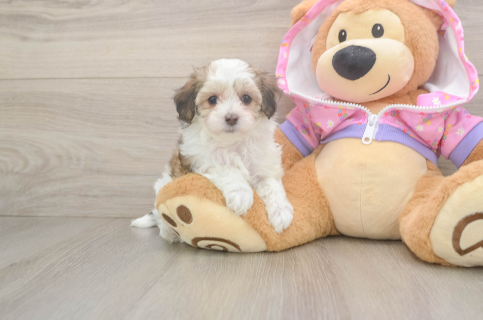 6 week old Maltipoo Puppy For Sale - Premier Pups