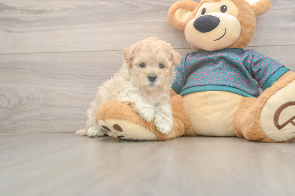 5 week old Maltipoo Puppy For Sale - Premier Pups