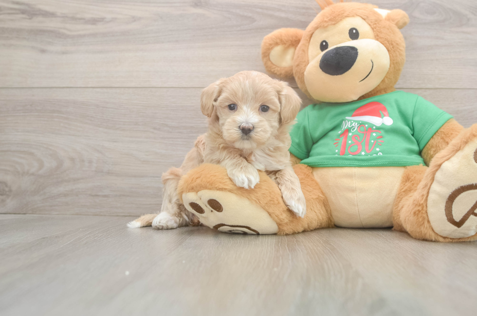 5 week old Maltipoo Puppy For Sale - Premier Pups