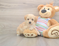 6 week old Maltipoo Puppy For Sale - Premier Pups