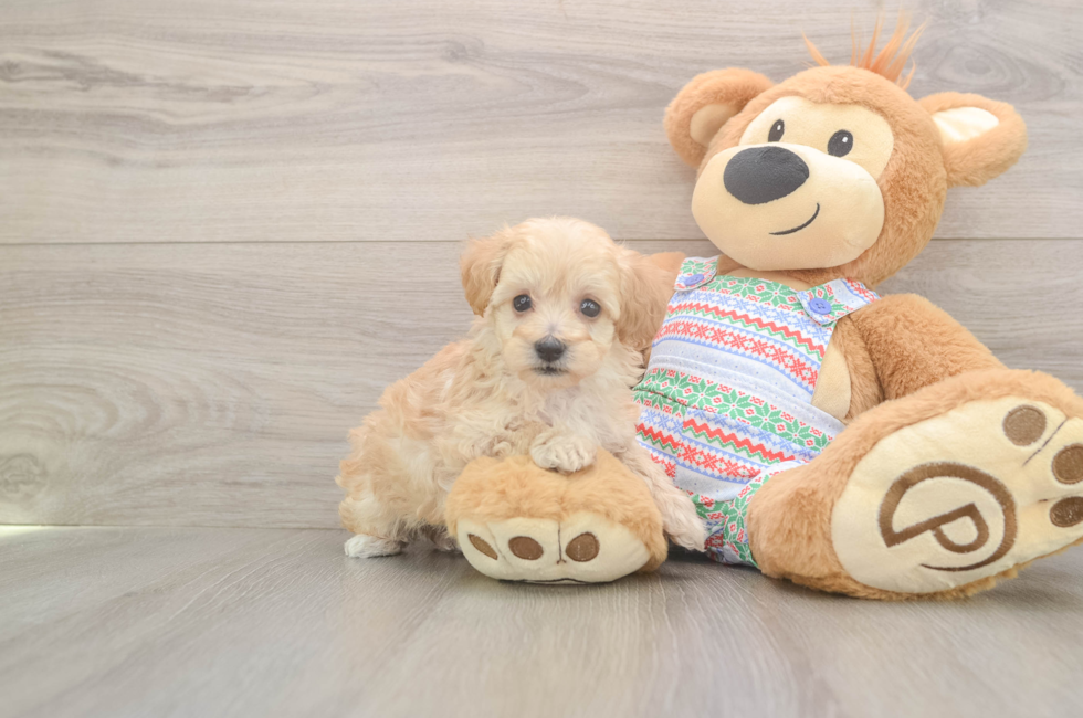 5 week old Maltipoo Puppy For Sale - Premier Pups