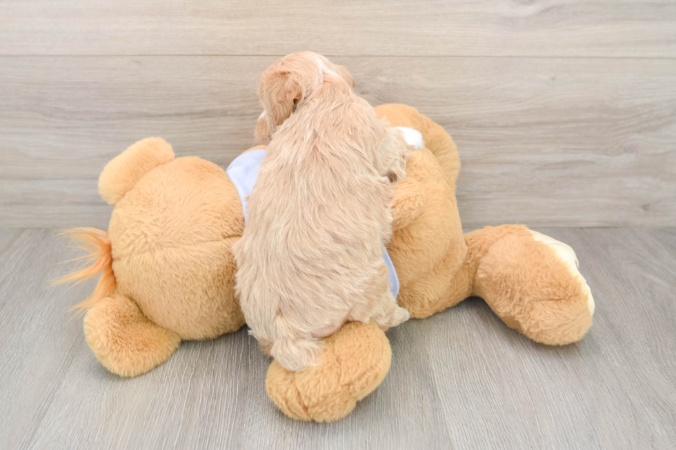 Little Maltepoo Poodle Mix Puppy