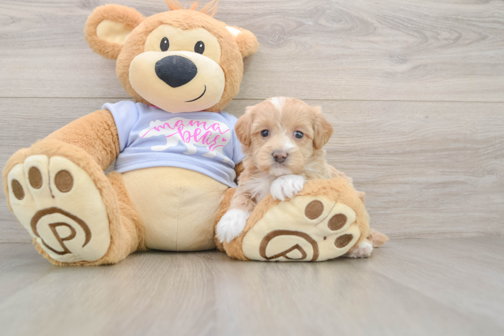 Hypoallergenic Malt a Poo Poodle Mix Puppy