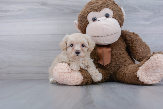 Maltipoo Pup Being Cute